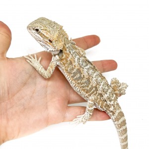 Pogona vitticeps "Classic...