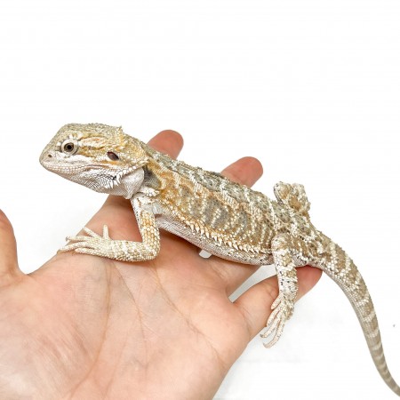 Pogona vitticeps "Classic het hypo"" - Agame barbu