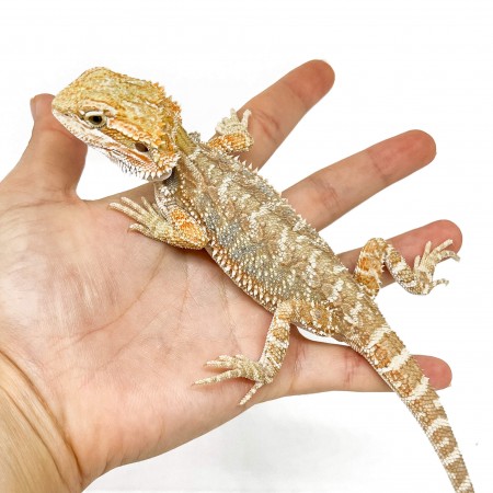Pogona vitticeps "Classic het hypo"" - Agame barbu