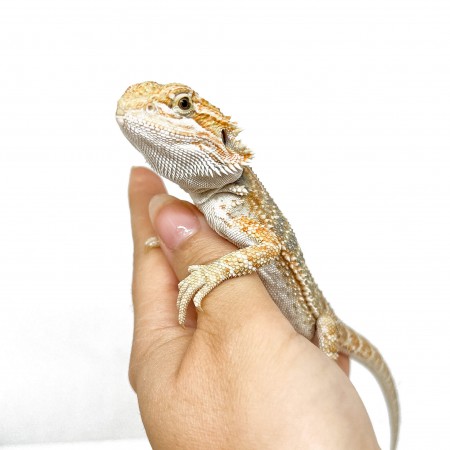 Pogona vitticeps "Classic het hypo"" - Agame barbu