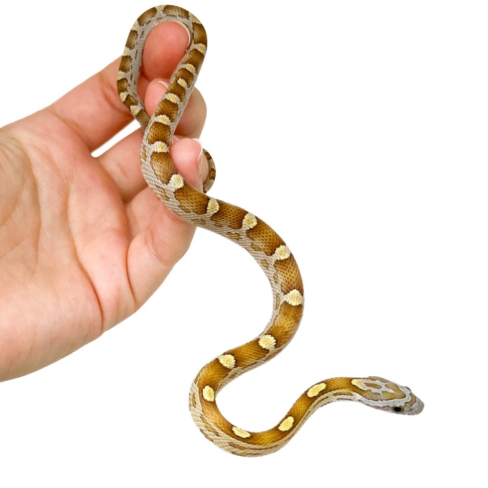 Pantherophis guttatus "Caramel Motley" - Serpent des blés
