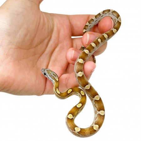 Pantherophis guttatus "Caramel Motley" - Serpent des blés