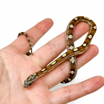 Pantherophis guttatus "Caramel Motley" - Serpent des blés