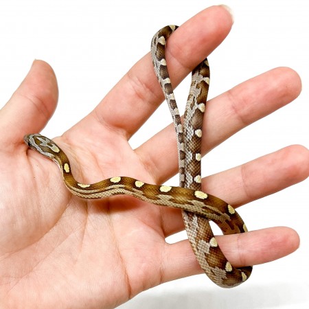 Pantherophis guttatus "Caramel Motley" - Serpent des blés