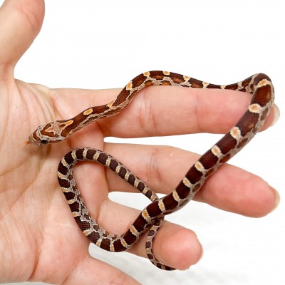 Pantherophis guttatus "Bloodred" - Serpent des blés