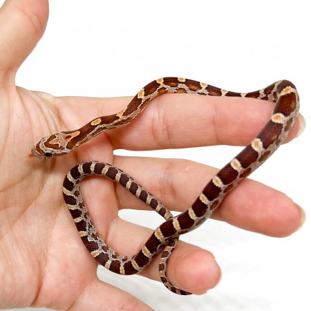 Pantherophis guttatus "Bloodred" - Serpent des blés