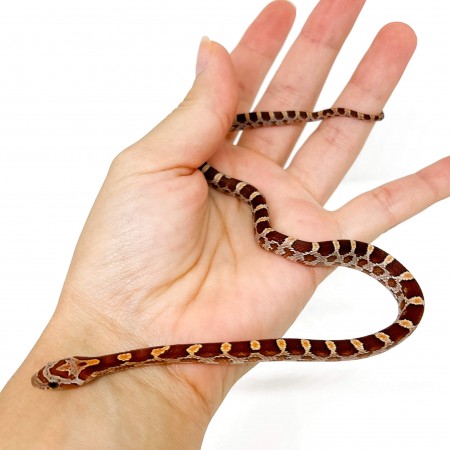 Pantherophis guttatus "Bloodred" - Serpent des blés