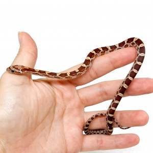 Pantherophis guttatus...