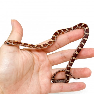 Pantherophis guttatus "Bloodred" - Serpent des blés