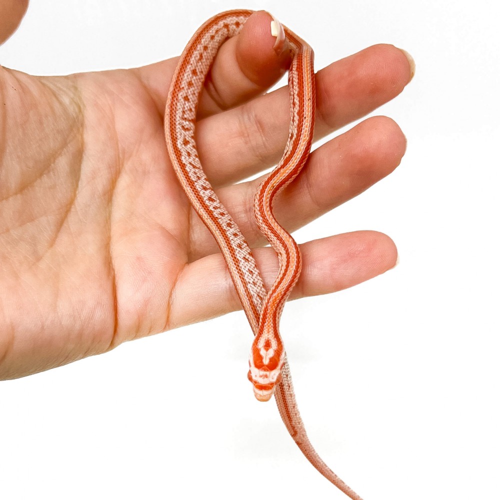 Pantherophis guttatus "Tessera albinos" - Serpent des blés