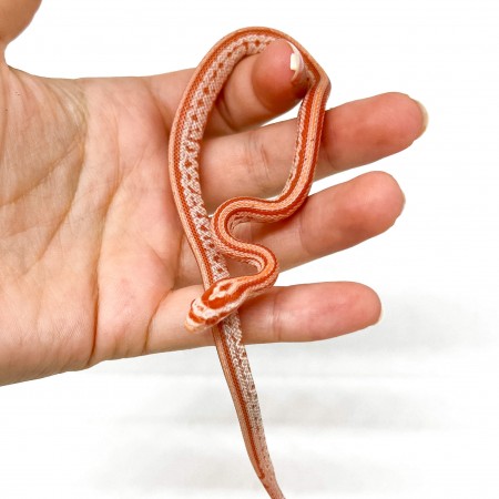 Pantherophis guttatus "Tessera albinos" - Serpent des blés