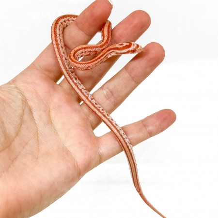 Pantherophis guttatus "Tessera albinos" - Serpent des blés