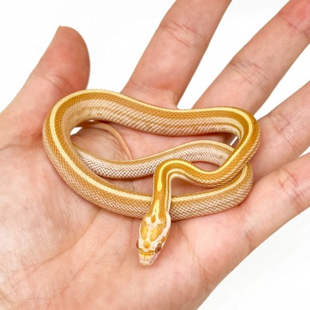 Pantherophis guttatus "Butter motley ligné" - Serpent des blés