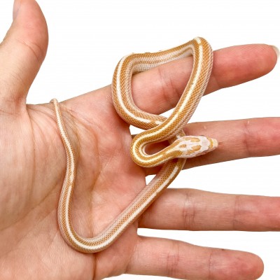 Pantherophis guttatus "Butter motley ligné" - Serpent des blés