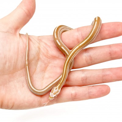 Pantherophis guttatus "Butter motley ligné" - Serpent des blés