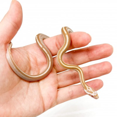 Pantherophis guttatus "Butter motley ligné" - Serpent des blés