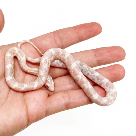 Pantherophis guttatus "Snow" - Serpent des blés