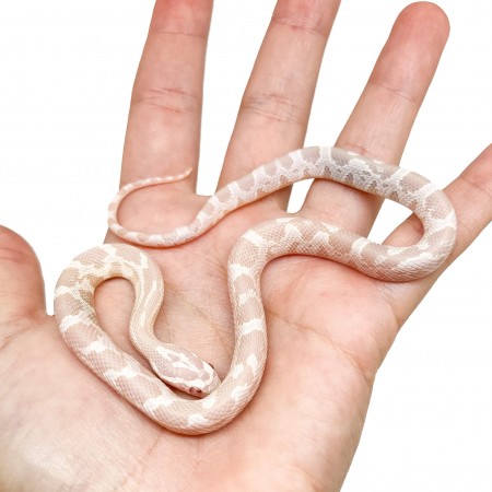 Pantherophis guttatus "Snow" - Serpent des blés
