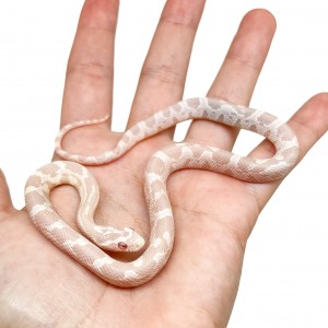 Pantherophis guttatus...