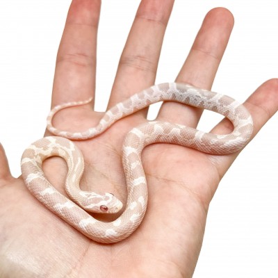 Pantherophis guttatus "Snow" - Serpent des blés