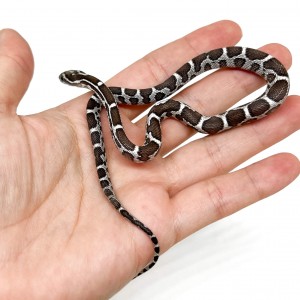 Pantherophis guttatus...