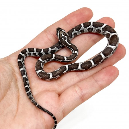 Pantherophis guttatus "Miami Anery" - Serpent des blés