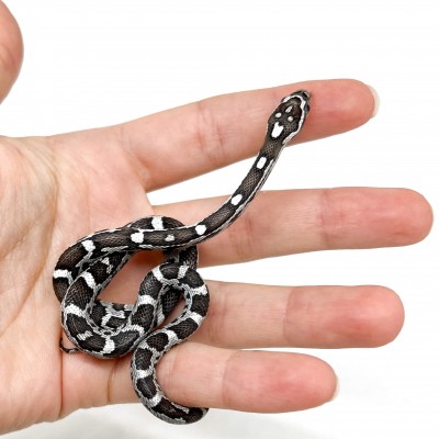 Pantherophis guttatus "Miami Anery" - Serpent des blés