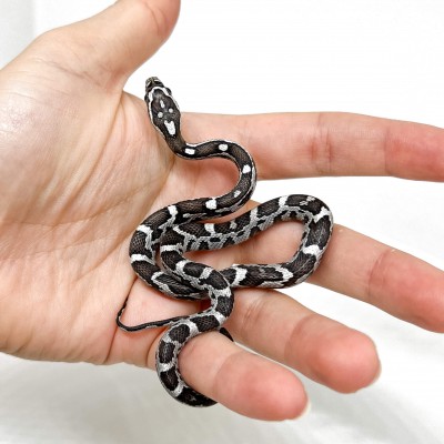 Pantherophis guttatus "Miami Anery" - Serpent des blés