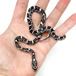 Pantherophis guttatus...
