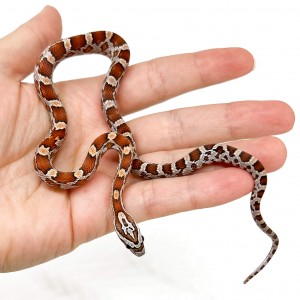 Pantherophis guttatus -...