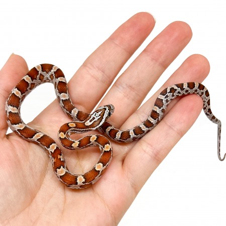 Pantherophis guttatus - Serpent des blés