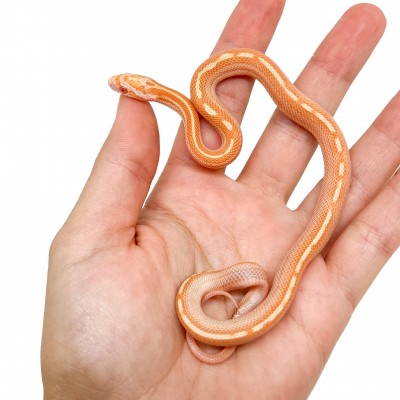 Pantherophis guttatus "Butter motley ligné" - Serpent des blés