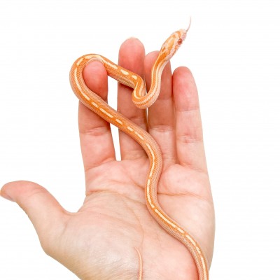 Pantherophis guttatus "Butter motley ligné" - Serpent des blés
