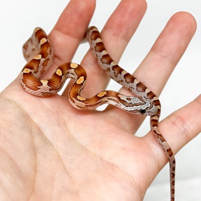 Pantherophis guttatus "Hypo Motley" - Serpent des blés