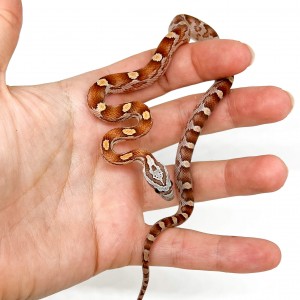 Pantherophis guttatus "Hypo...