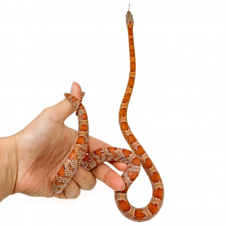 Pantherophis guttatus "Sunkissed" - Serpent des blés