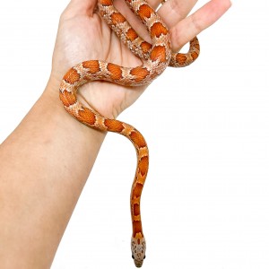 Pantherophis guttatus...