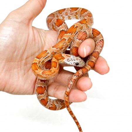 Pantherophis guttatus "Sunkissed" - Serpent des blés