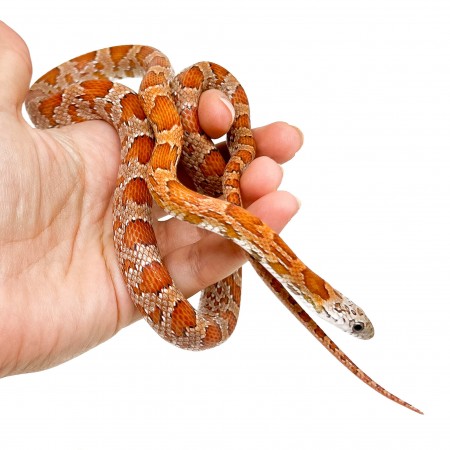 Pantherophis guttatus "Sunkissed" - Serpent des blés