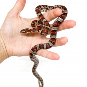 Pantherophis guttatus...