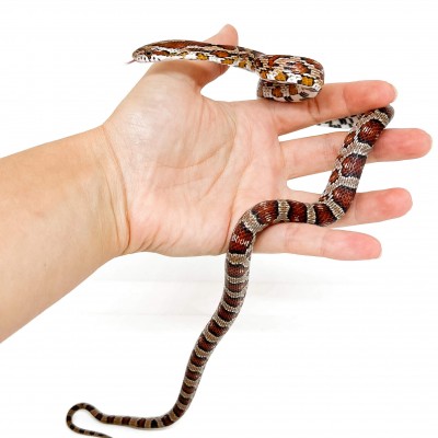Pantherophis guttatus "Miami" - Né en 2025 - Serpent des blés