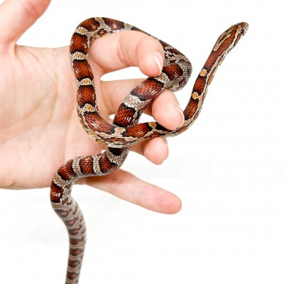 Pantherophis guttatus "Miami" - Né en 2025 - Serpent des blés