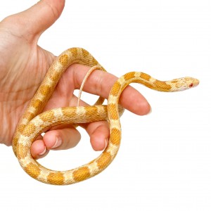 Pantherophis guttatus...