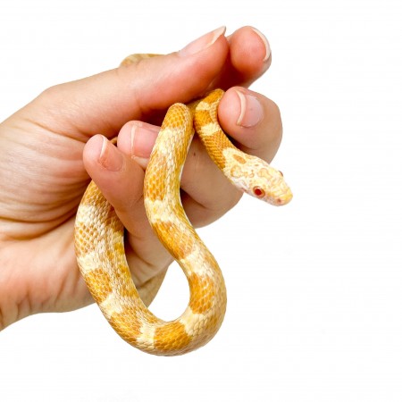 Pantherophis guttatus "Saffran" - Serpent des blés