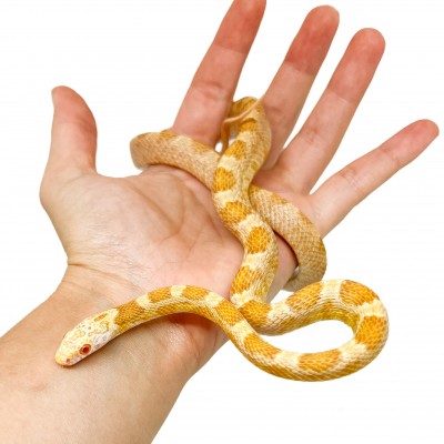 Pantherophis guttatus "Saffran" - Serpent des blés