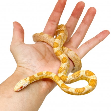 Pantherophis guttatus "Saffran" - Serpent des blés