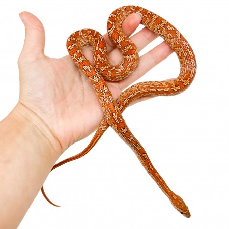 Pantherophis guttatus "Tessera" - Née en 2025 - Serpent des blés