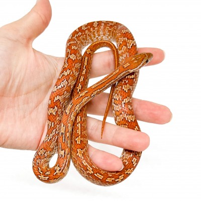 Pantherophis guttatus "Tessera" - Née en 2025 - Serpent des blés