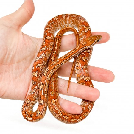 Pantherophis guttatus "Tessera" - Née en 2025 - Serpent des blés