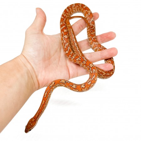Pantherophis guttatus "Tessera" - Née en 2025 - Serpent des blés